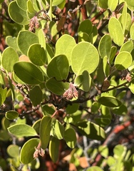 Arctostaphylos × benitoensis