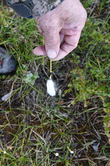 Eriophorum brachyantherum
