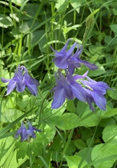 Aquilegia vulgaris