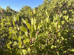 Arctostaphylos × benitoensis