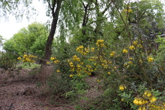 Sophora macrocarpa