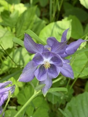 Aquilegia vulgaris