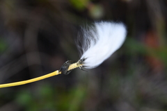 Eriophorum brachyantherum
