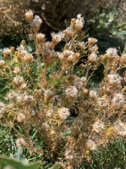 Dyssodia papposa