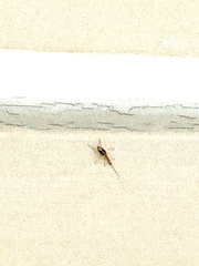 Ephemeroptera