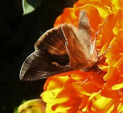Anagrapha falcifera