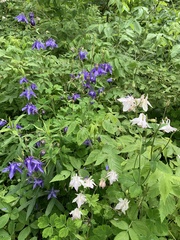 Aquilegia vulgaris
