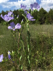 Linum hirsutum