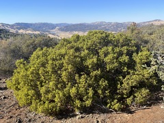 Arctostaphylos × benitoensis