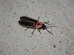 Photinus