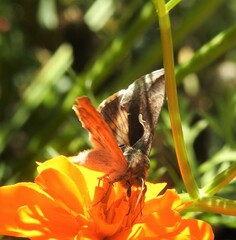 Anagrapha falcifera