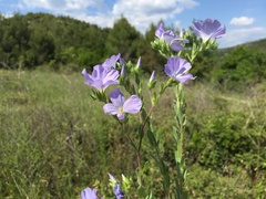 Linum hirsutum