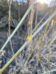 Ehrendorferia chrysantha