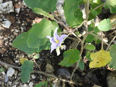 Solanum houstonii