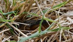 Gryllotalpa septemdecimchromosomica