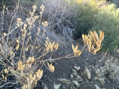 Ehrendorferia chrysantha