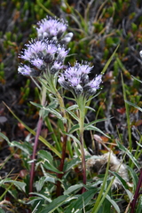 Saussurea denticulata