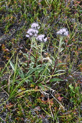 Saussurea denticulata