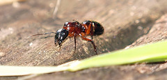 Camponotus texanus