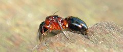 Camponotus texanus