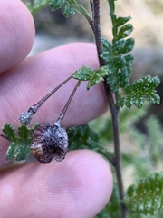 Dodonaea boroniifolia