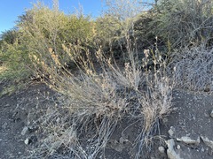 Ehrendorferia chrysantha