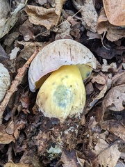 Caloboletus radicans