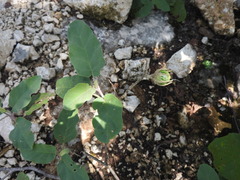 Solanum houstonii