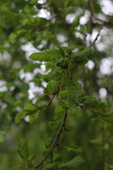 Nothofagus obliqua