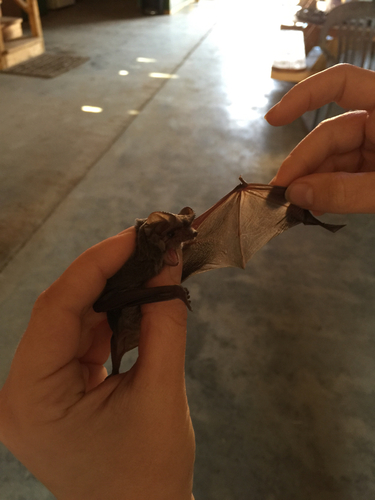iNaturalist observation photo of Mexican Free-tailed Bat