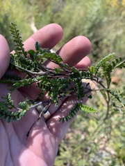 Dodonaea boroniifolia