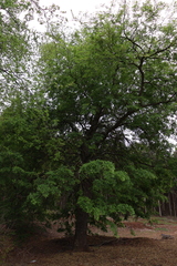 Nothofagus obliqua