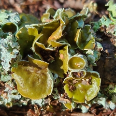 Punctelia bolliana