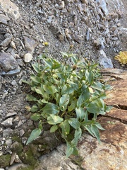 Senecio triangularis