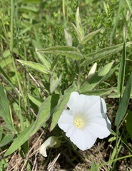 Calystegia spithamaea