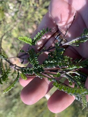 Dodonaea boroniifolia