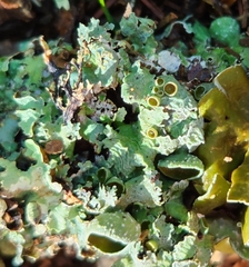 Punctelia bolliana
