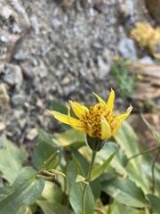 Senecio triangularis