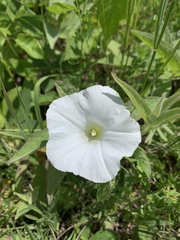 Calystegia spithamaea
