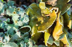 Punctelia bolliana
