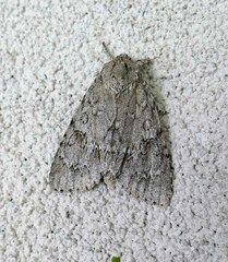 Acronicta americana
