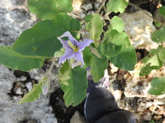 Solanum houstonii
