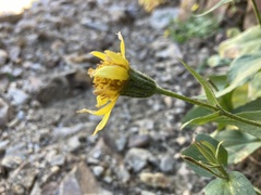 Senecio triangularis