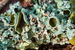 Punctelia bolliana