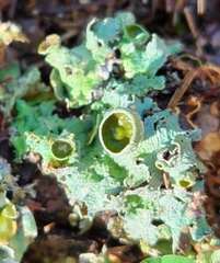 Punctelia bolliana