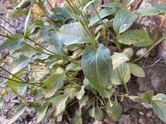 Senecio triangularis