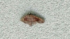 Eutrapela clemataria