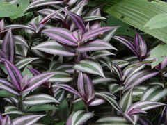 Tradescantia zebrina