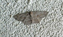 Iridopsis vellivolata