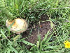 Psilocybe cubensis